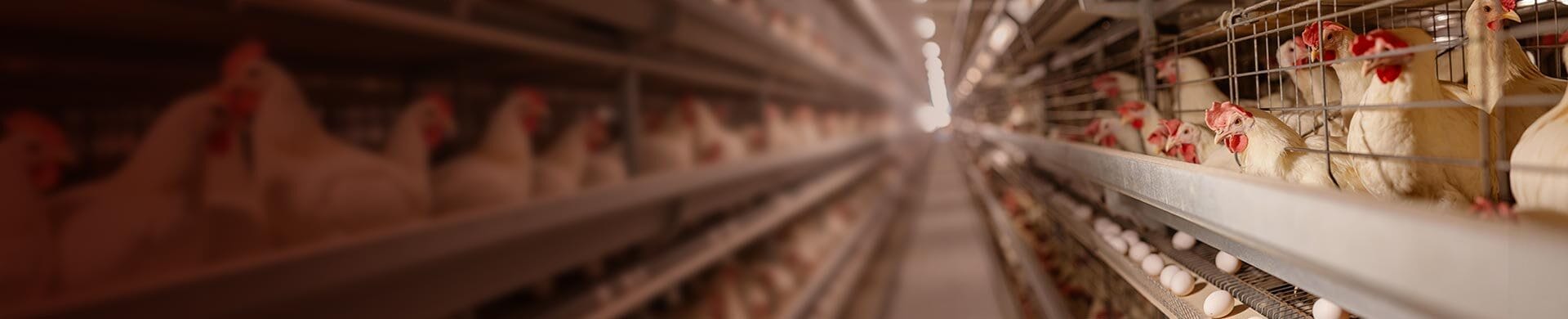 Изображение пробиотического продукта питания птицы